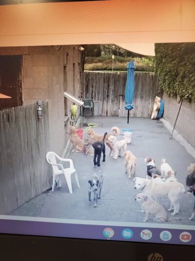 Dogs At Play - Rochester, NY