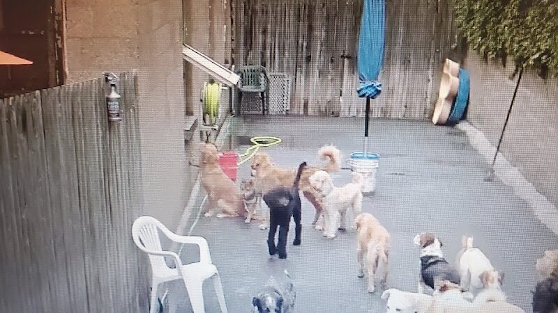 Dogs At Play - Rochester, NY