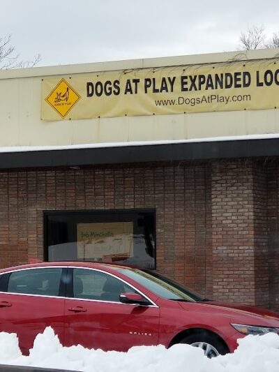 Dogs At Play - Rochester, NY