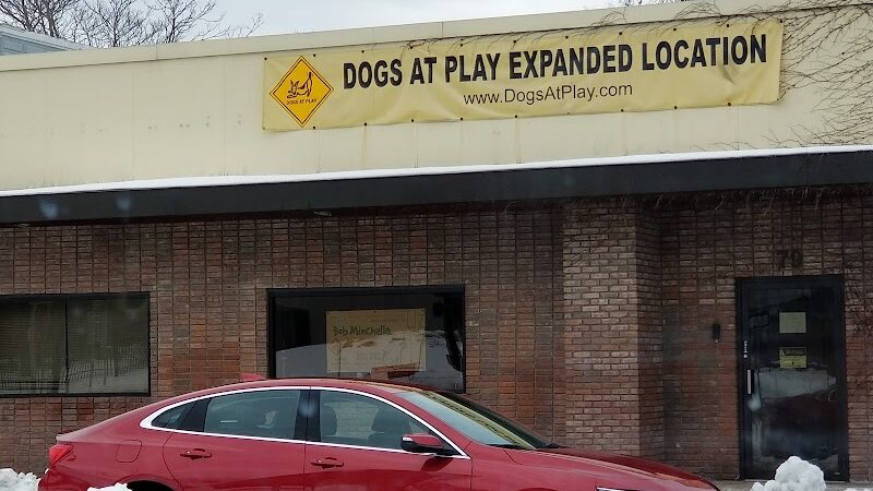 Dogs At Play - Rochester, NY