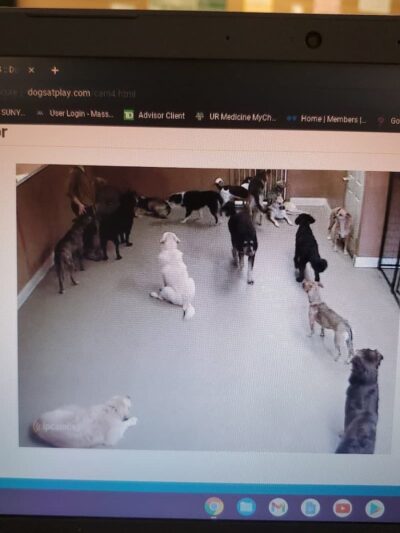 Dogs At Play - Rochester, NY