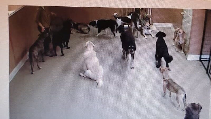 Dogs At Play - Rochester, NY