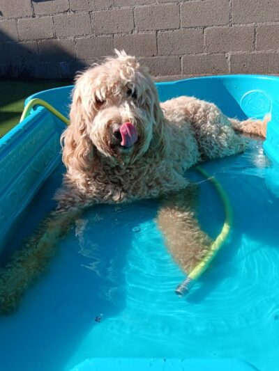 Dogs At Play - Rochester, NY