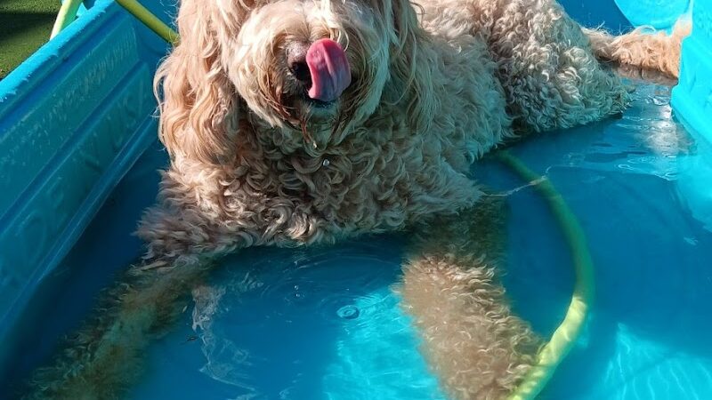 Dogs At Play - Rochester, NY