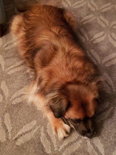 Dogs At Play - Rochester, NY