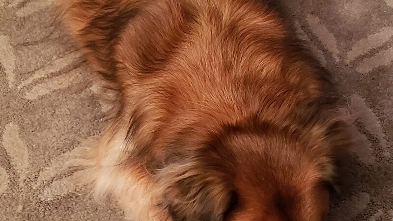 Dogs At Play - Rochester, NY