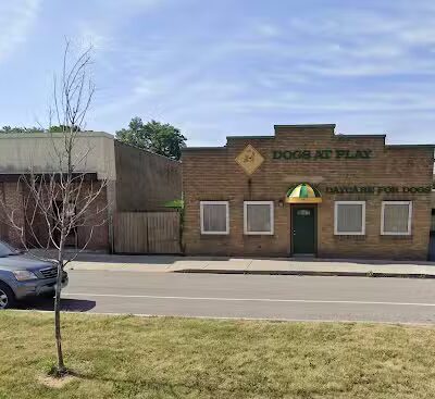 Dogs At Play - Rochester, NY