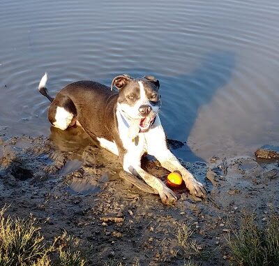 Ellison Dog Park - Rochester, NY