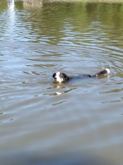 Ellison Dog Park - Rochester, NY