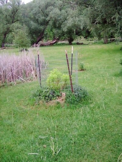 Ellison Dog Park - Rochester, NY