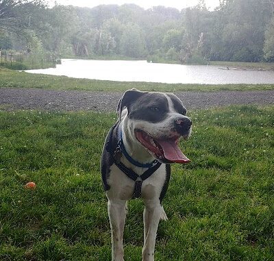 Ellison Dog Park - Rochester, NY