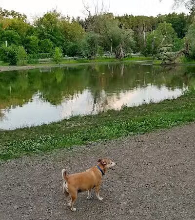 Ellison Dog Park - Rochester, NY