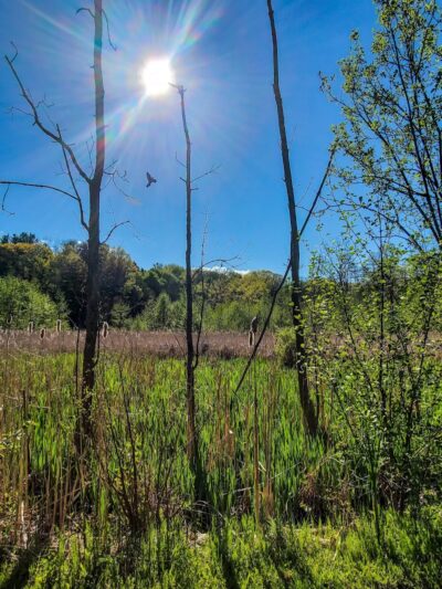 Ellison Park - Rochester, NY