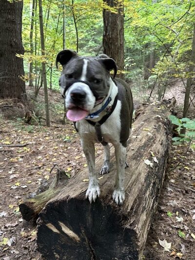 Ellison Park - Rochester, NY