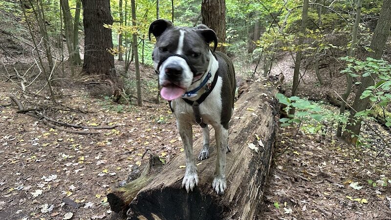 Ellison Park - Rochester, NY