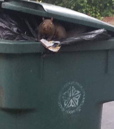 Fourth Street and Peck Street Park - Rochester, NY