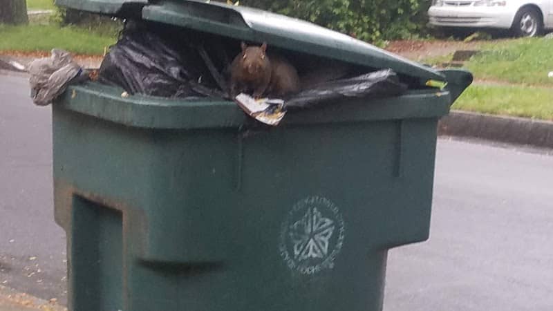 Fourth Street and Peck Street Park - Rochester, NY