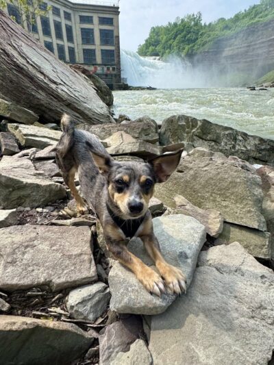 Genesee River Lower Falls at Maplewood Park - Rochester, NY