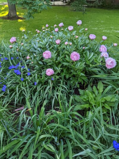 Goodwin Park - Rochester, NY