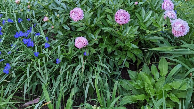 Goodwin Park - Rochester, NY