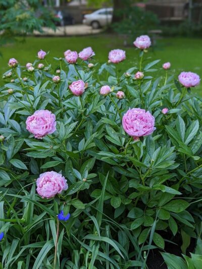 Goodwin Park - Rochester, NY