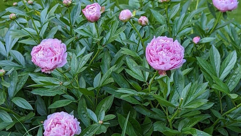 Goodwin Park - Rochester, NY