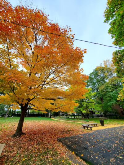 Goodwin Park - Rochester, NY