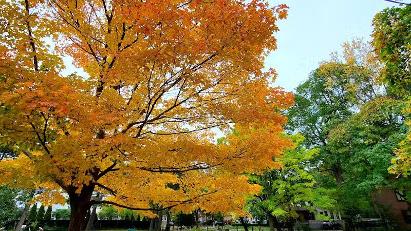 Goodwin Park - Rochester, NY