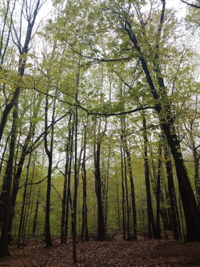 Greece Canal Park - Rochester, NY