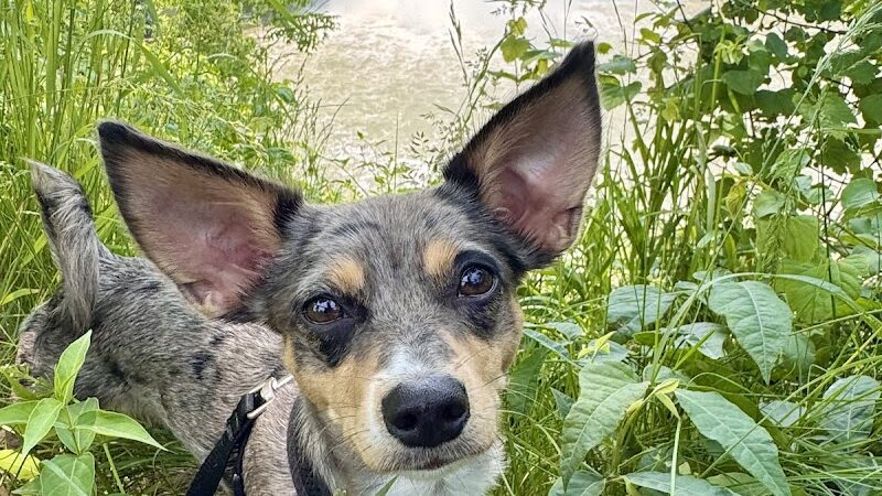 High Falls Terrace Platform - Rochester, NY