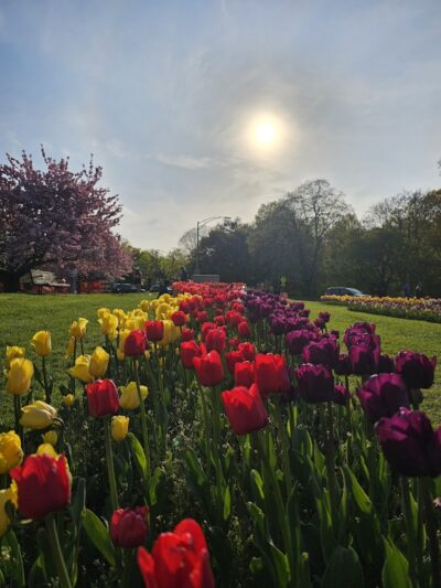 Highland Park - Rochester, NY