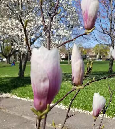 Jones Square Park - Rochester, NY