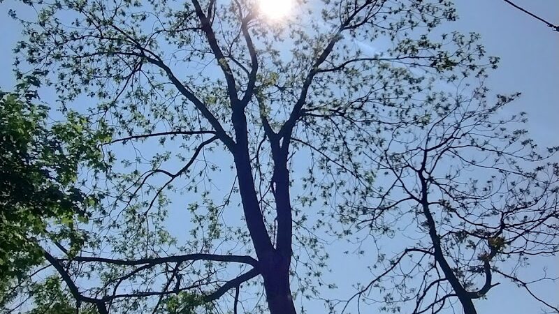 JR Wilson Park - Rochester, NY