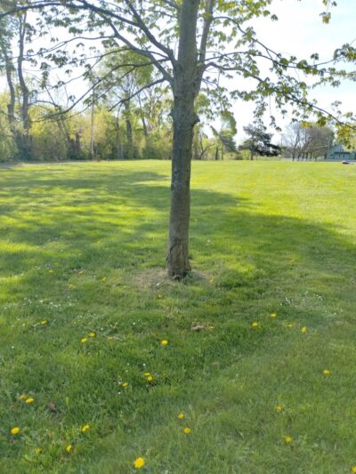 JR Wilson Park - Rochester, NY