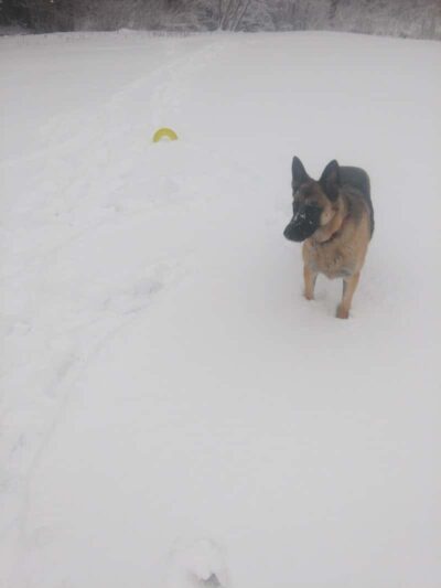 Lions Park - Rochester, NY