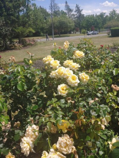 Maplewood Park - Rochester, NY