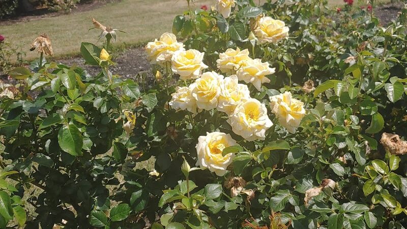 Maplewood Park - Rochester, NY