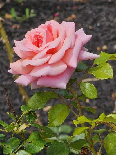 Maplewood Park - Rochester, NY