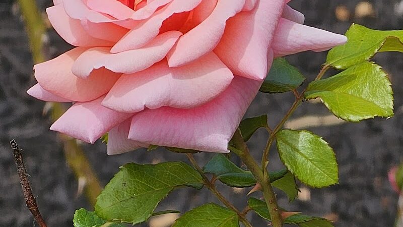 Maplewood Park - Rochester, NY