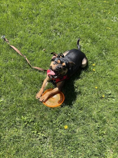 Marie Daley Park - Rochester, NY