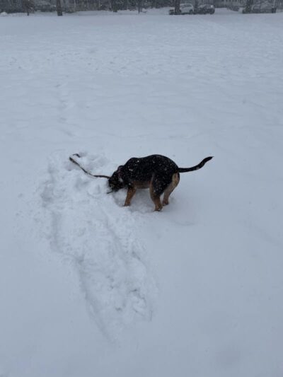 Marie Daley Park - Rochester, NY