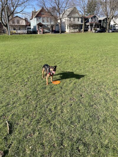 Marie Daley Park - Rochester, NY