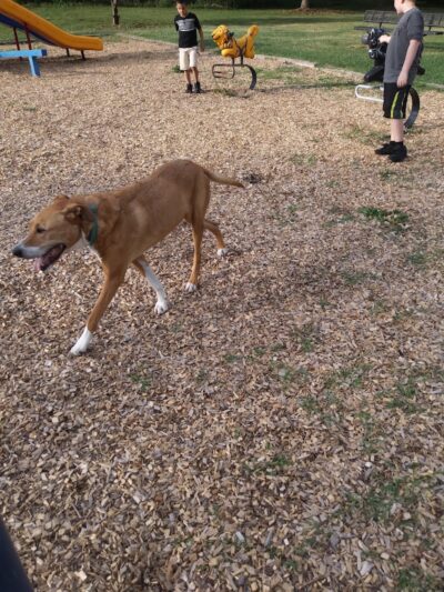 Pappas Park - Rochester, NY