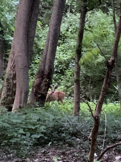 Pinnacle Hill Trail - Rochester, NY