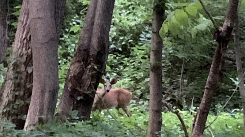 Pinnacle Hill Trail - Rochester, NY