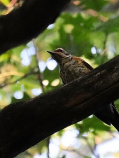 Pinnacle Hill Trail - Rochester, NY