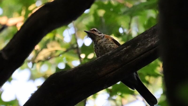 Pinnacle Hill Trail - Rochester, NY