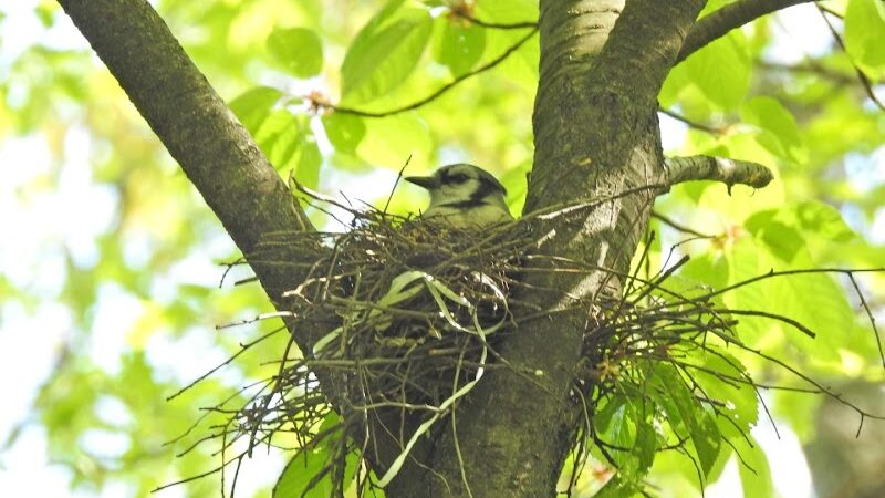 Pinnacle Hill Trail - Rochester, NY