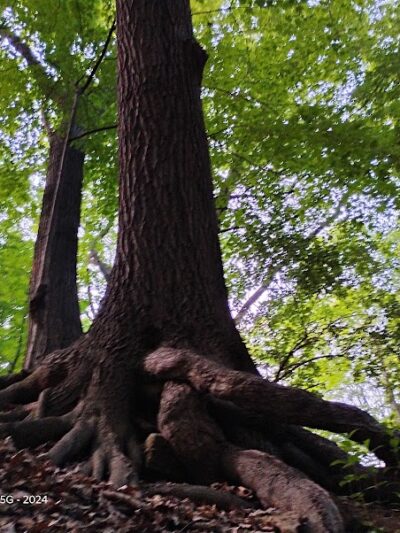 Pinnacle Hill Trail - Rochester, NY