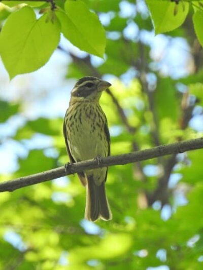 Pinnacle Hill Trail - Rochester, NY